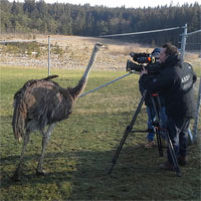 Die BR-Abendschau über den Straußenhof. Ein Filmbericht.